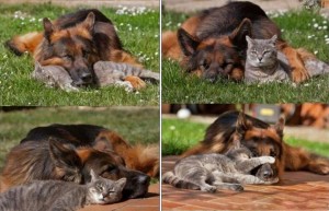 chat-avec-son-pote-le-chien-300x193.jpg