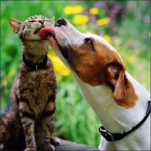 rencontre entre chien lapin