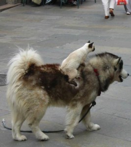 rencontre entre chien et chat adulte