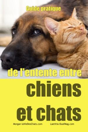 Premiere rencontre chien et chat