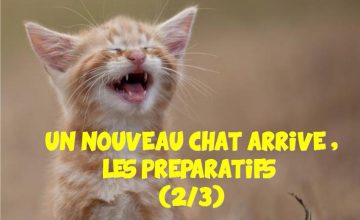 conseil chat rencontre