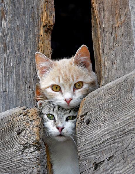Chat rencontre 01