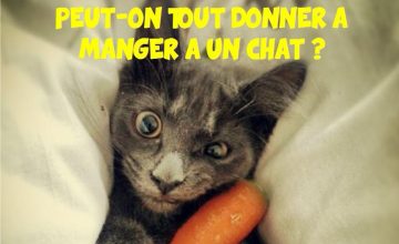 Les parasites le nettoyage complet