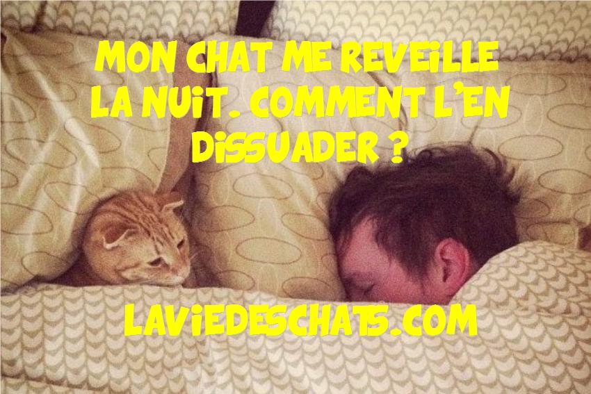 Mon chat me réveille la nuit ! Comment l