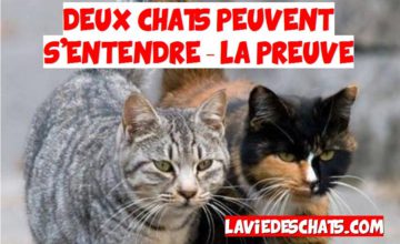chat qui rencontre un autre chat
