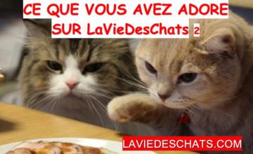 rencontres entre chats
