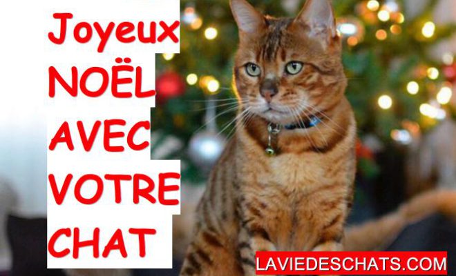 Votre sapin de Noël et votre chat La vie des chats