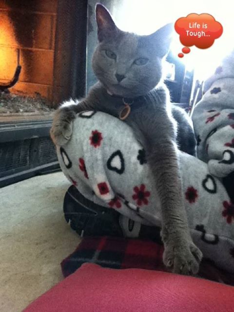 chat gris de florence