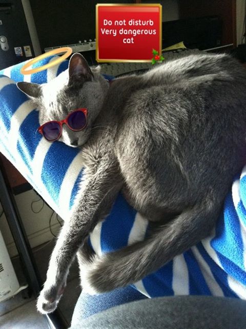 chat gris de Florence 2
