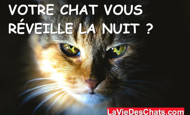 Votre chat vous réveille la nuit ? ???? La vie des chats Votre chat vous réveille la nuit ? ???? La vie des chats