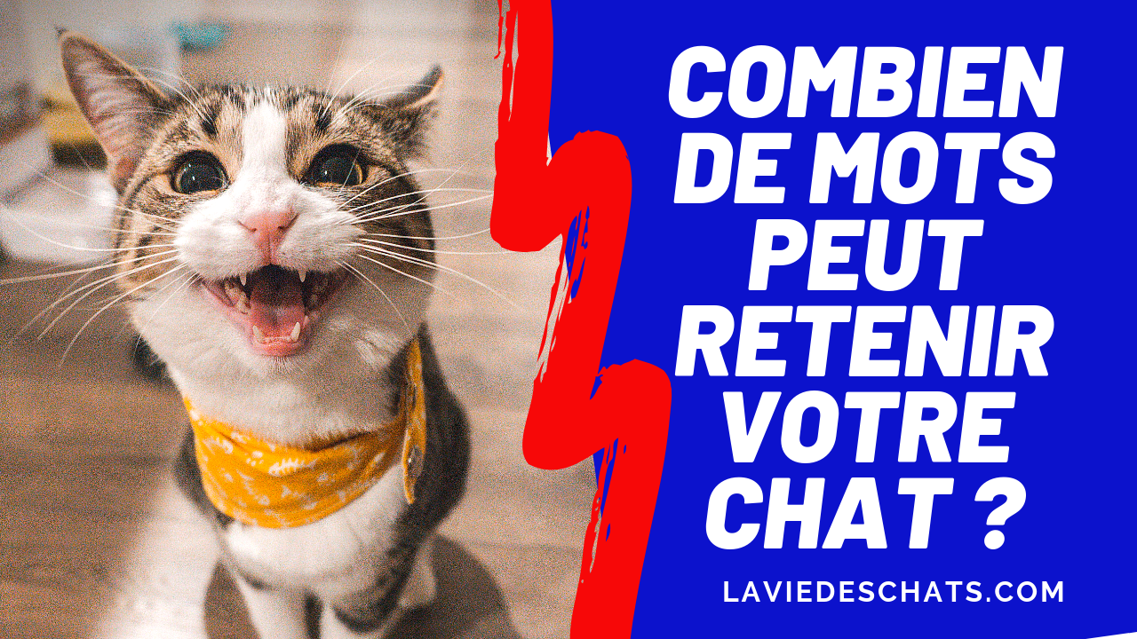Combien De Mots Comprend Un Chat