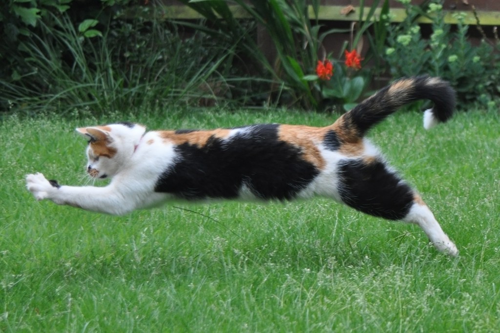 La Nourriture Ideale Du Chat Sur Laviedeschats Com