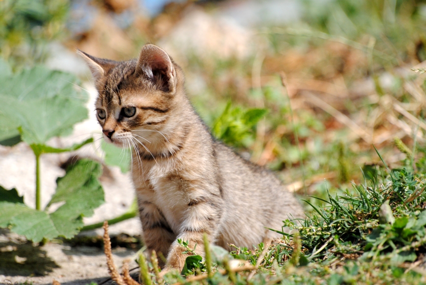 La Nourriture Ideale Du Chat Sur Laviedeschats Com