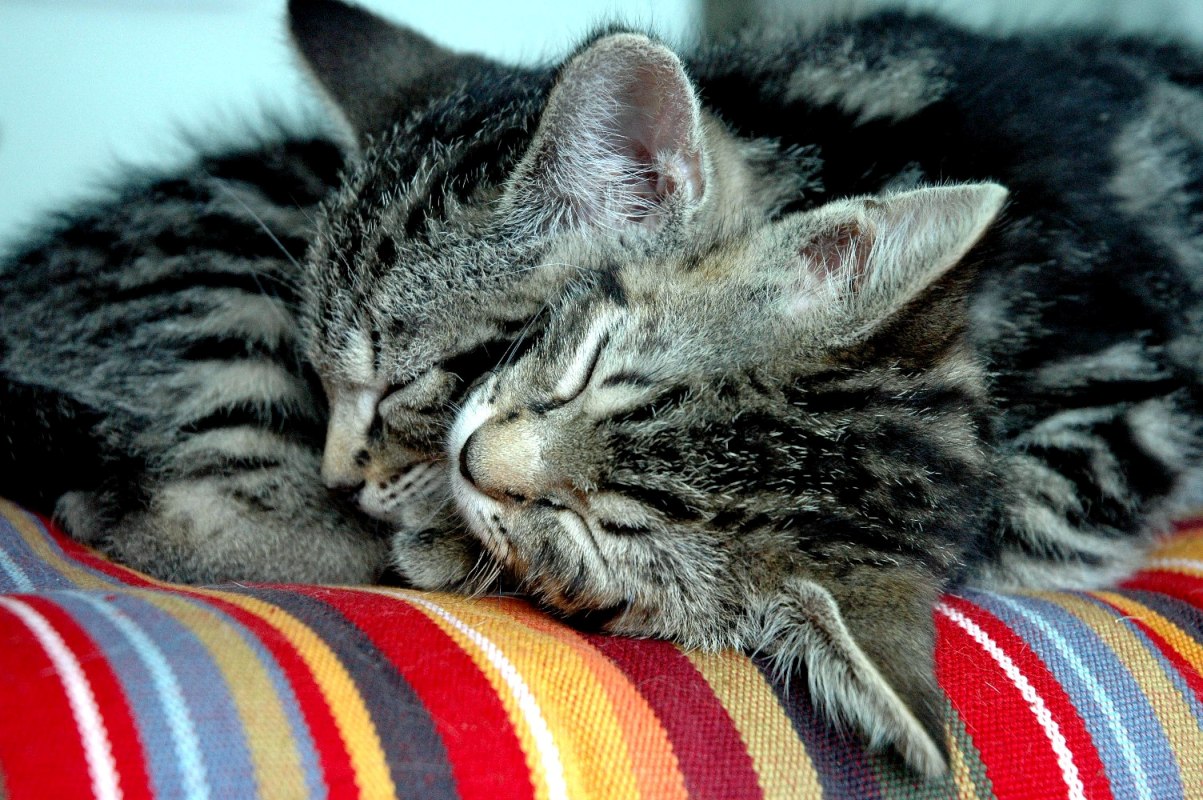 Que Signifie Sa Position Quand Votre Chat Dort Le Test Sommeil Que Signifie Sa Position Quand Votre Chat Dort Le Test Sommeil