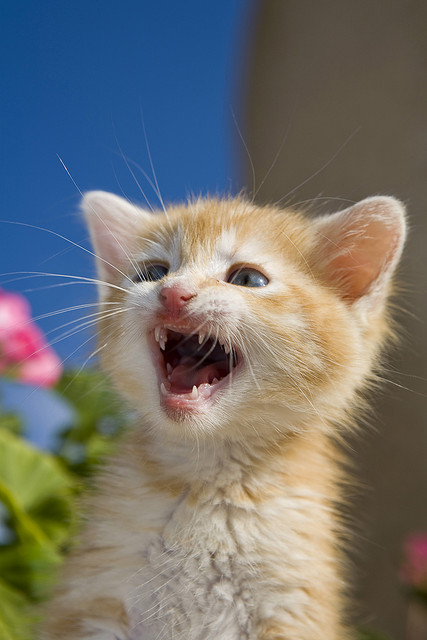 7 Regles Pour S Occuper D Un Chaton Abandonne