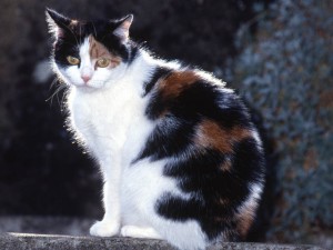 le chat Manx à découvrir sur laVieDesChats.com