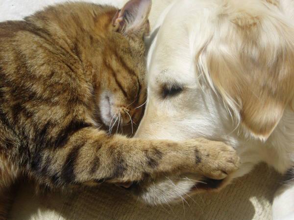 premiere rencontre entre chien et chat