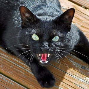 chat noir menaçant sur laVieDesChats.com