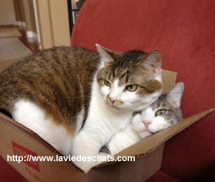 deux chats font un carton sur laVieDesChats.com