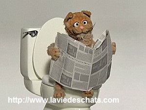 pipi de chat sur laVieDesChats.com