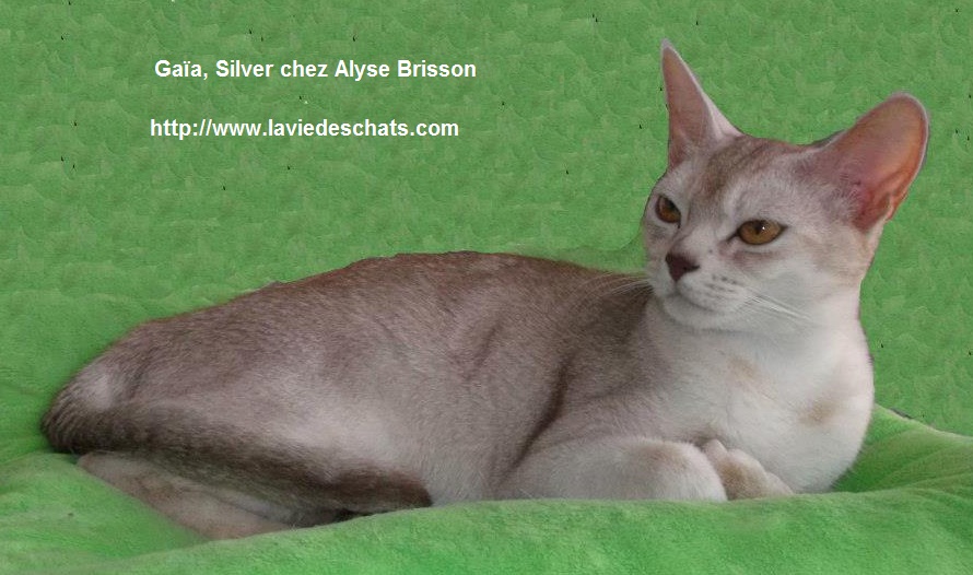 gaia chez alyse brisson sur https://www.laviedeschats.com