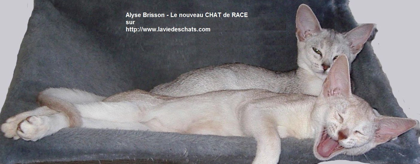 Alyse Brisson - le nouveau CHAT DE RACE