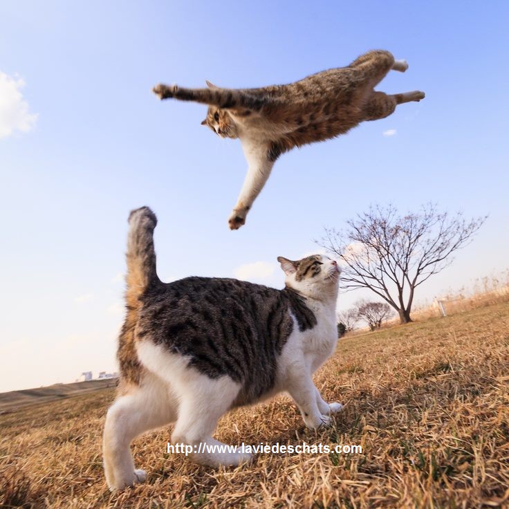 un chat en pleine santé sur https://www.laviedeschats.com