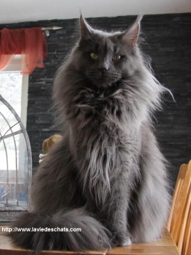 Maine coon gris sur laVieDesChats.com