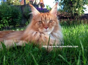 maine coon de 10 mois sur laVieDesChats.com