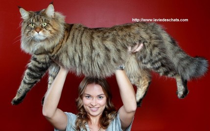 Les 7 raisons du succès du Maine Coon sur laVieDesChats.com