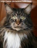 tete de maine coon sur laVieDesChats.com