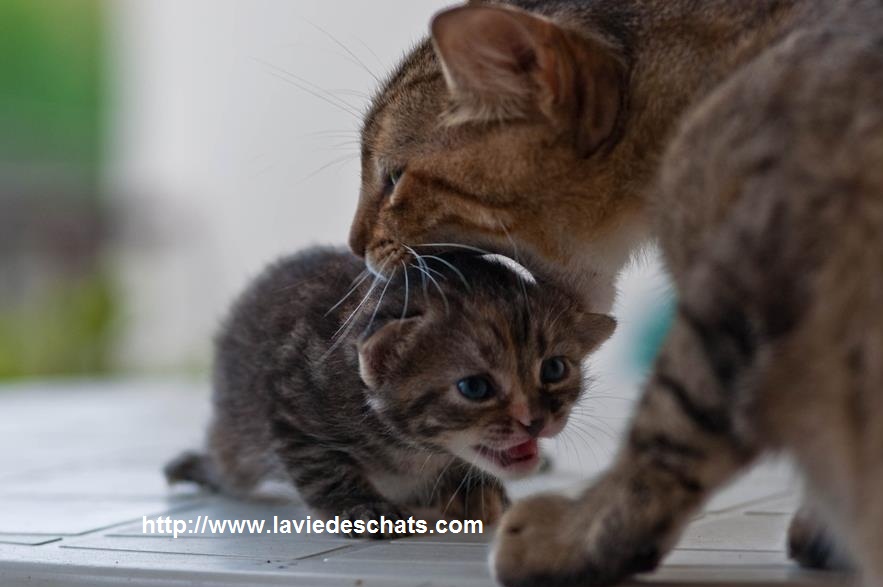 chaton pris au cou par sa maman sur laVieDesChats.com