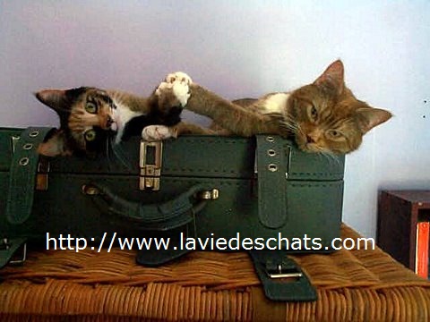 chats dans la valise sur laVieDesChats.com