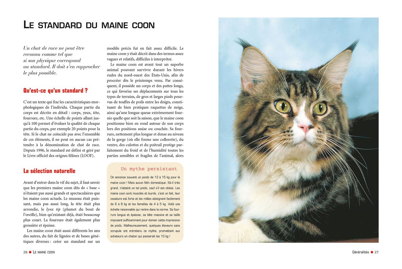 maine coon 3 de philippe noel