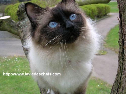 Decouvrez Le Sacre De Birmanie Un Chat De Legende Sur Laviedeschats Com Decouvrez Le Sacre De Birmanie Un Chat De Legende Sur Laviedeschats Com