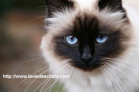 Découvrez le Sacré de Birmanie, un chat de légende sur laVieDesChats.com