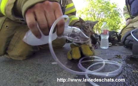 Laviedeschats Com Vous Raconte Le Sauvetage De Ce Chaton Laviedeschats Com Vous Raconte Le Sauvetage De Ce Chaton