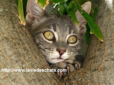 les chats montent dans les arbres sur laVieDesChats.com