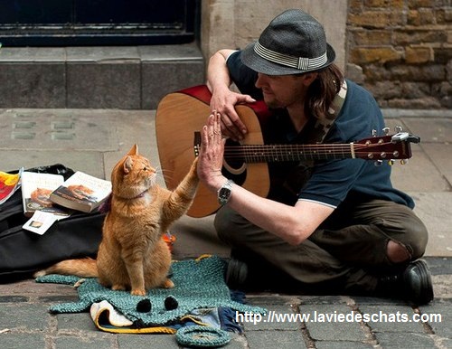 James Bowen et son chat Bob sur laVieDesChats.com