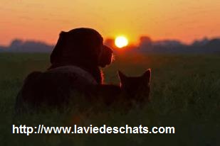 un chien bien éduqué avec un chat sur laVieDesChats.com