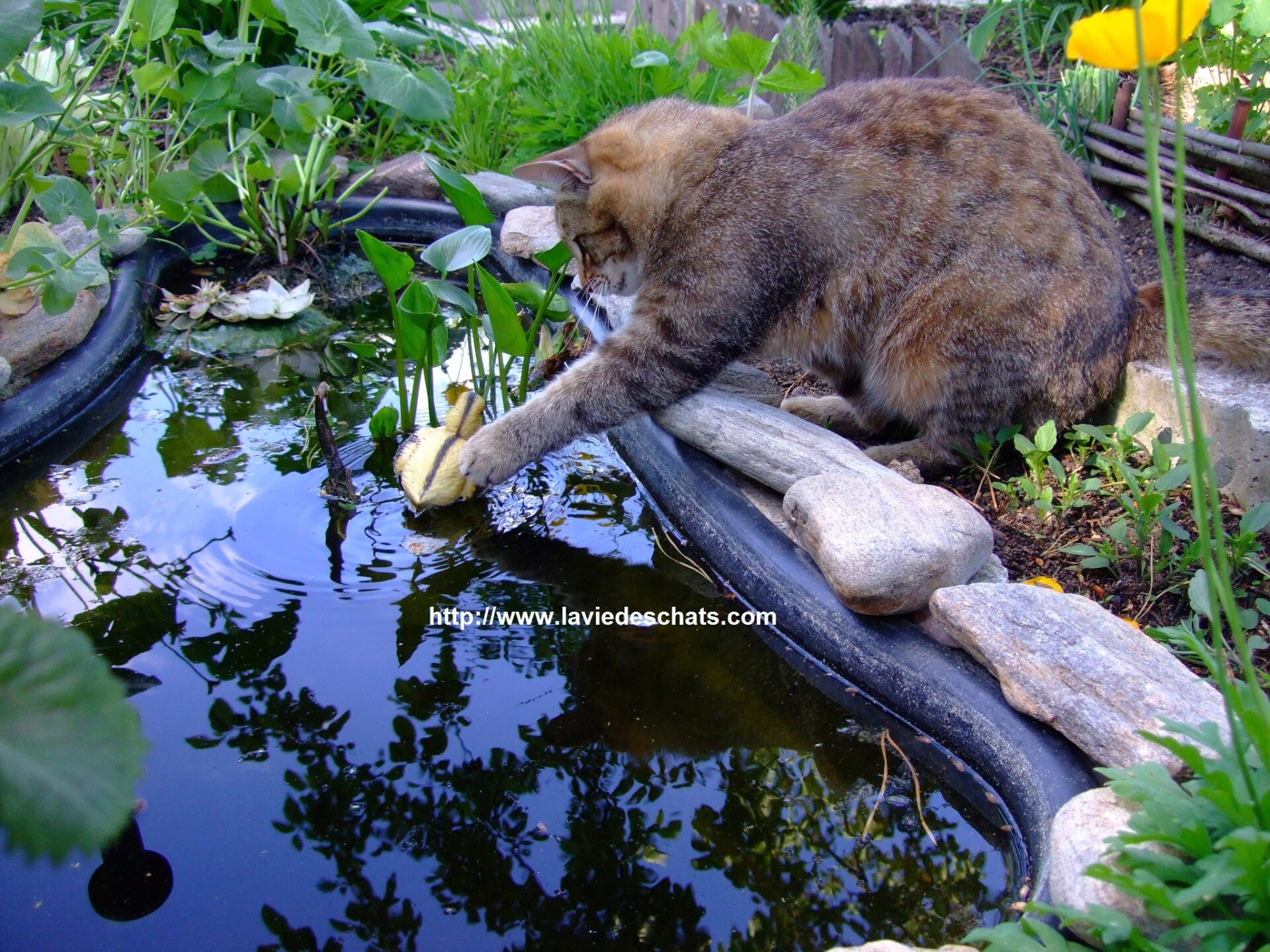 chat joue dans la mare aux canards sur LaVieDesChats.com