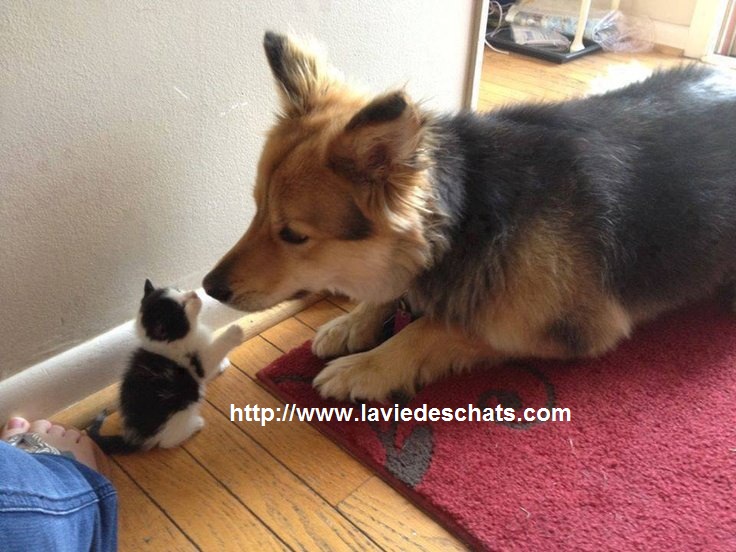 un chien bien éduqué avec un chat, laVieDesChats.com vous conseille pour bien dresser un chien vivant avec un chat