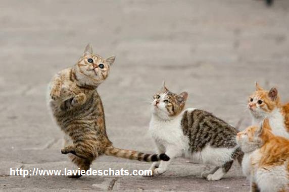 chats qui jouent et dansent sur laVieDesChats.com