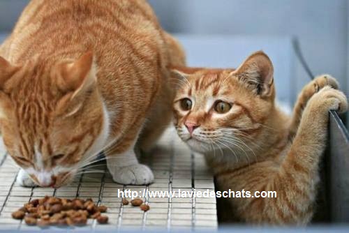 chat chipeur de croquettes sur laVieDesChats.com