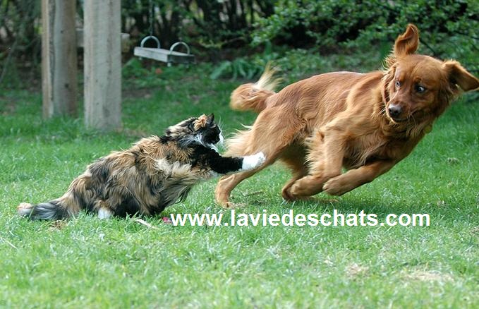 2 secrets pour l'entente entre chats et chiens, laVieDesChats.com vous les dévoile