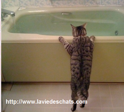 faire boire de l'eau à mon chat dans une baignoire sur laVieDesChats.com