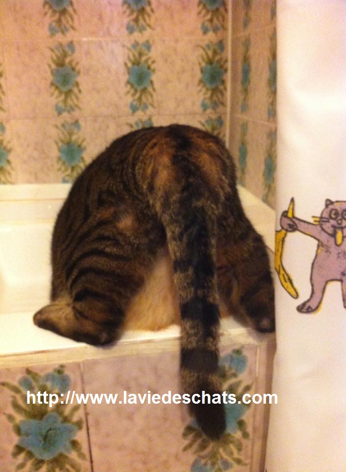 faire boire de l'eau à mon chat sur laVieDesChats.com