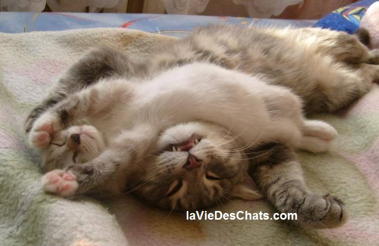 Les secrets de la vie d'un chaton dans le ventre de sa mère et pendant ses 8 premières semaines sur laVieDesChats.com.