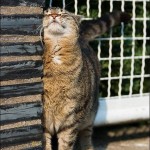 chat se frotte aux murs sur laVieDesChats.com