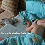 Le bel exemple d'entente entre les bébés et les chats